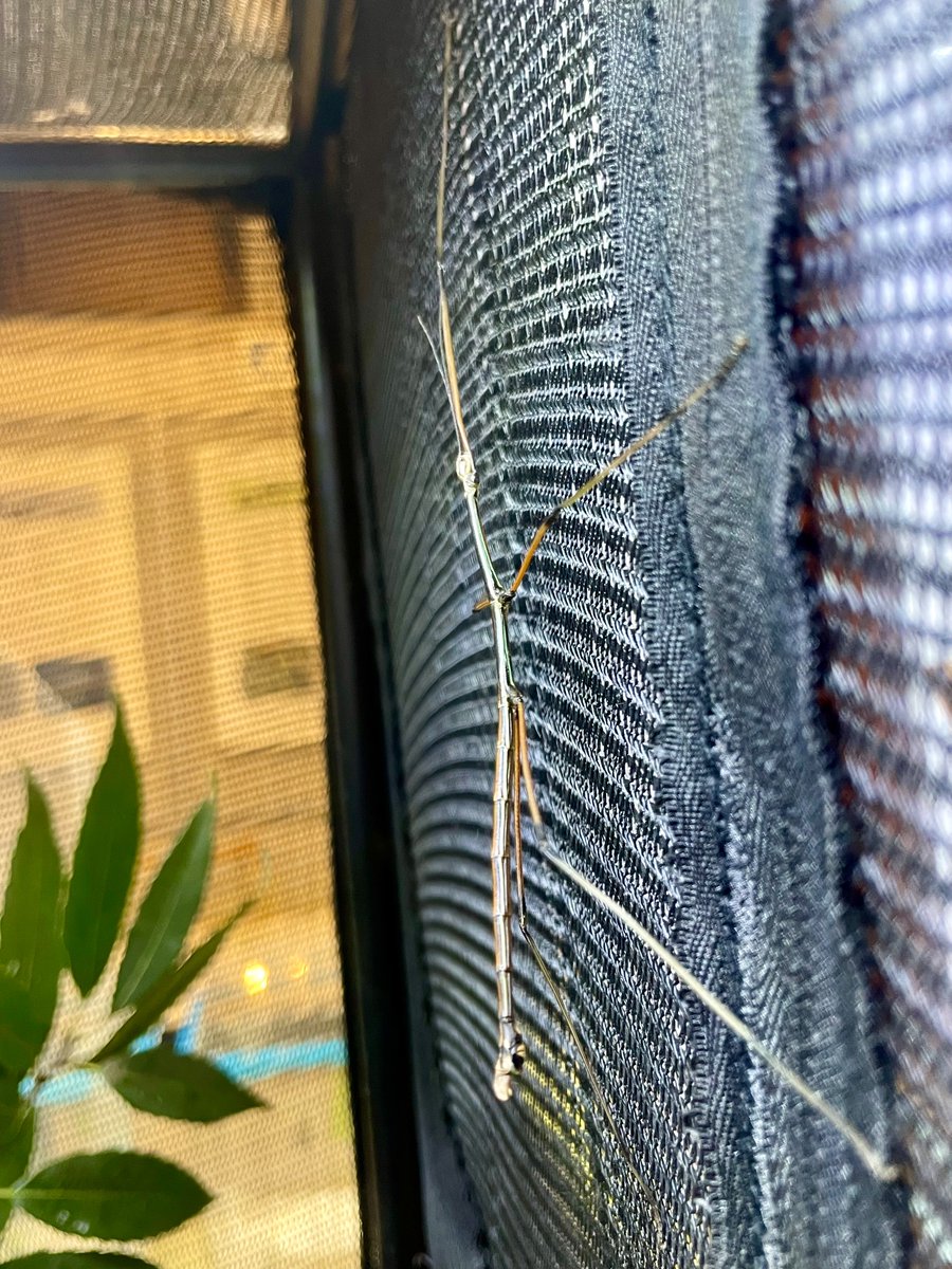 市川市動植物園にいるオスのナナフシ、激レアだからマジで見た方がいいです。

全然知らなかったのだが、ナナフシってほとんどがメスで、オスはごくごく僅かにいないらしい。単為生殖といってメスだけで子どもが産めるようになっていて、オスの存在理由がなくなっているのだ。マジか！！