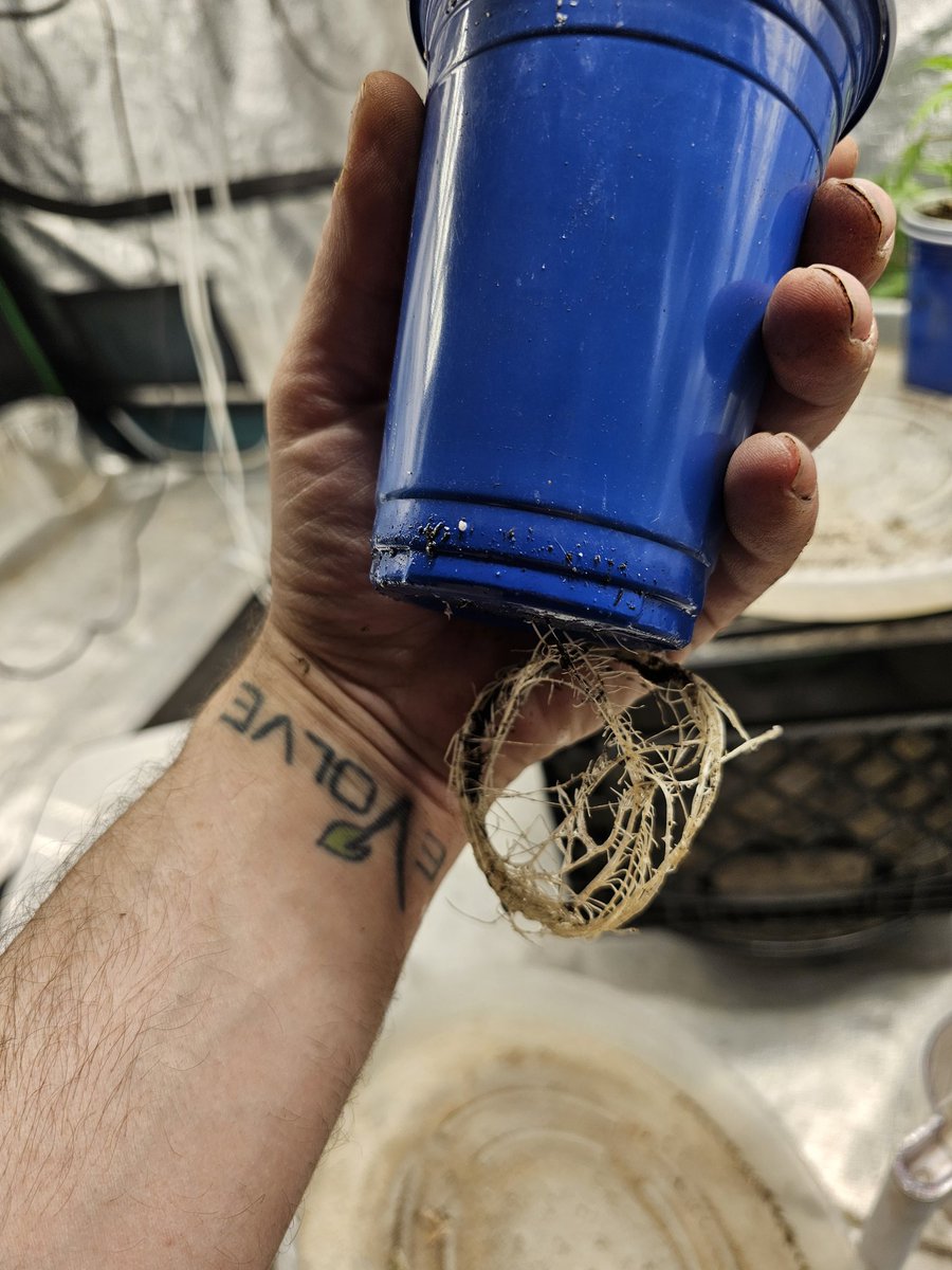 iPrimeTime420 🌱 tweet media