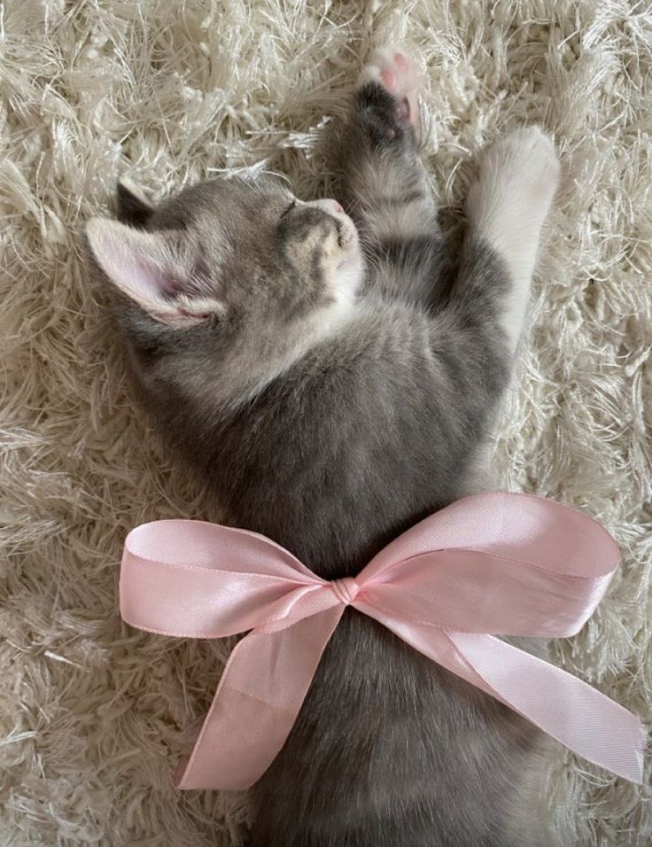 ˚ʚ♡ɞ˚ tweet media