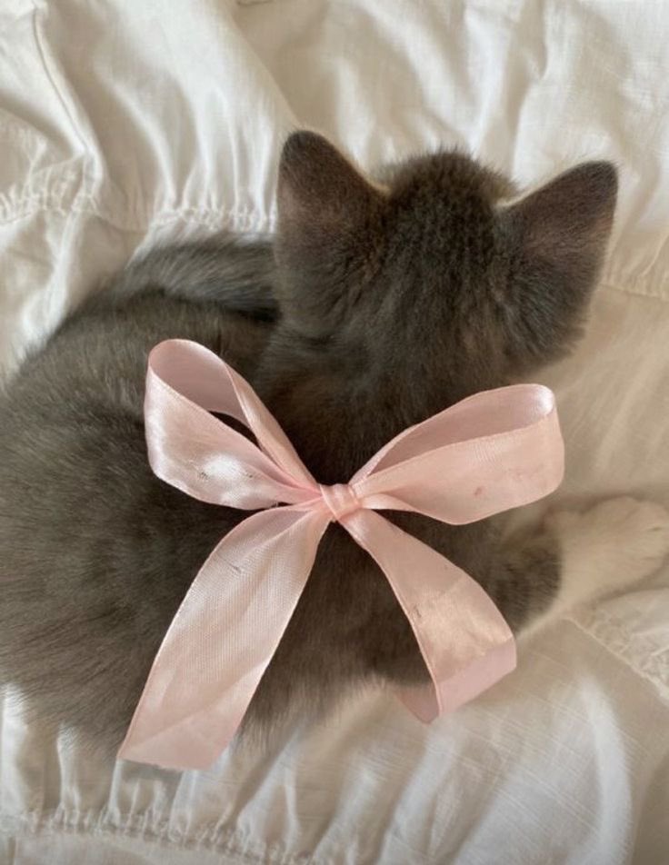 ˚ʚ♡ɞ˚ tweet media