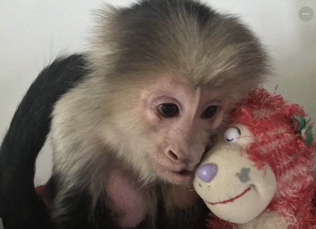 PhiladelphiAnne's tweet image. I wondered if I would ever meet you in person, my sister was sick for so many years so I couldn’t travel though a trip was always on my mind. I thought monkeys live long like parrots but know you had the best care &amp;amp; only left us because it was your time. #rememberme