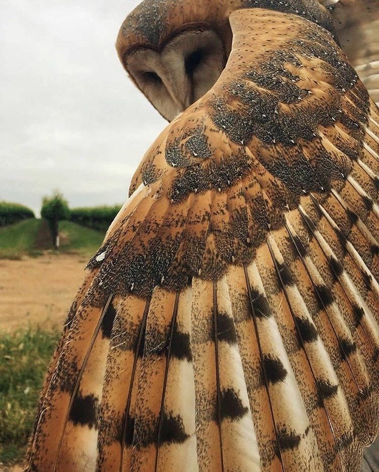 Frogmouth (@yumcarton) on Twitter photo 