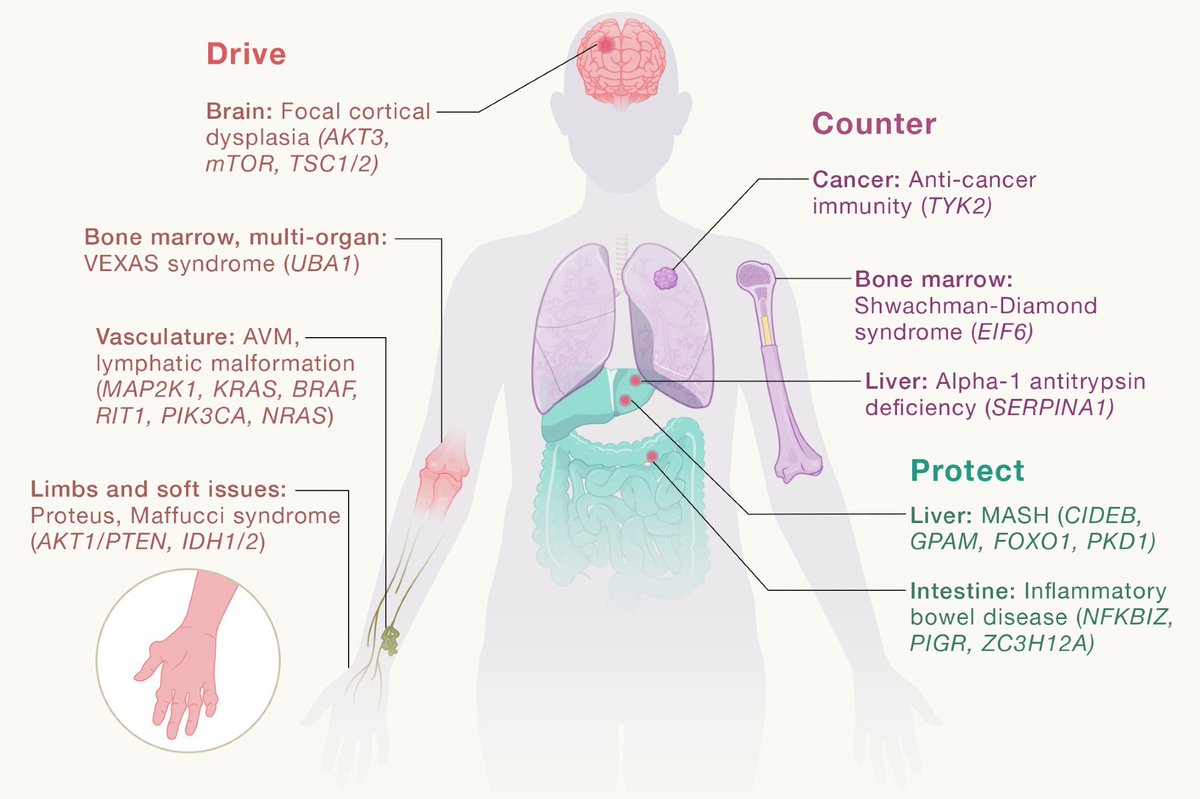NewsMedical's tweet image. 🧬 What if your own cells' evolution could spark disease - or protect against it?

Somatic mutations reveal hidden drug targets and new paths for precision medicine. 👀

news-medical.net/news/20260308/…  #Genomics  #PrecisionMedicine @CellCellPress