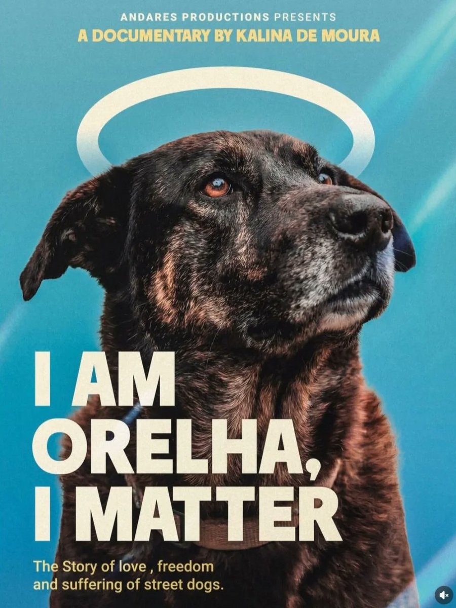 Caso Orelha será tema de documentário internacional.
"EU SOU ORELHA, EU IMPORTO" - A história de amor, liberdade e sofrimento dos cães de rua.
(Por Kalina de Moura).
 #justicapororelha 
#justicapeloorelha