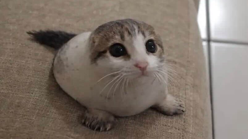 tori ݁⟢ 2/10kg tweet media