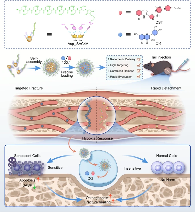 Guo Lab@NKU tweet media