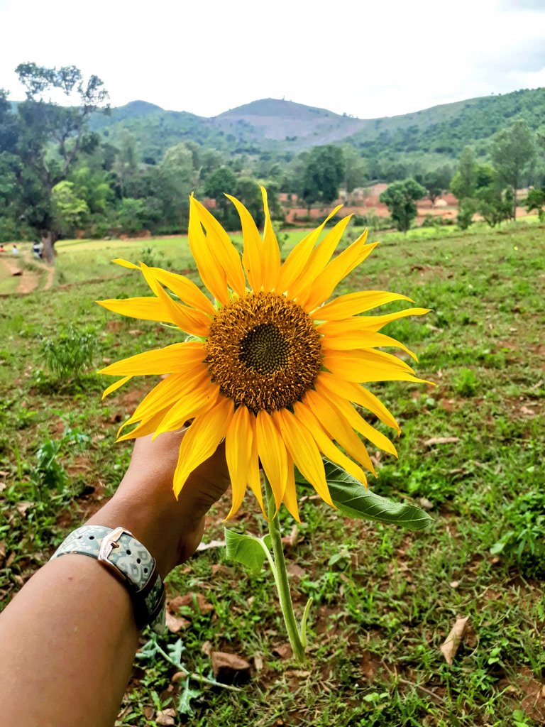 deepanwita_t's tweet image. No Monday morning blues 
#sunflower