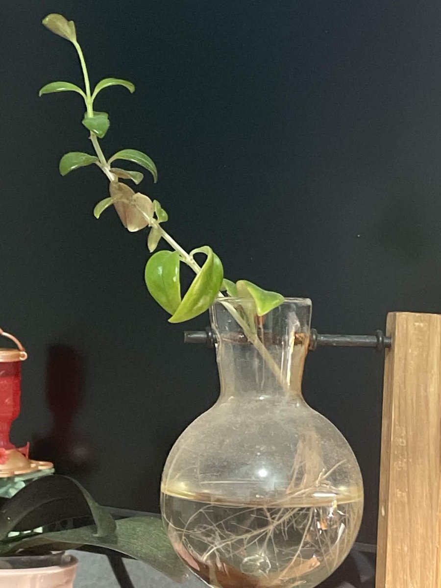 bloo ||Eepy||❄️🐾 tweet media