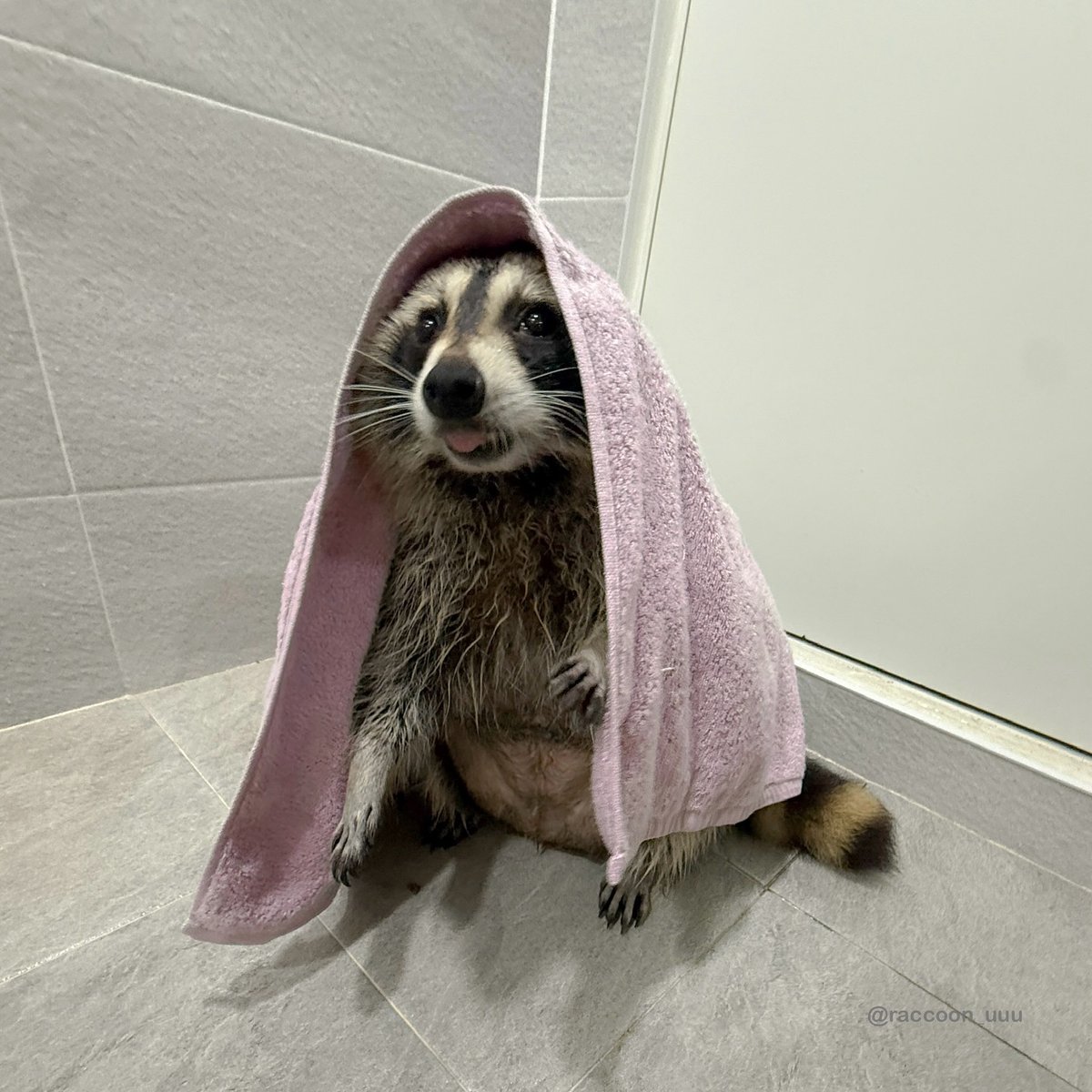 GiftiPlus tweet media