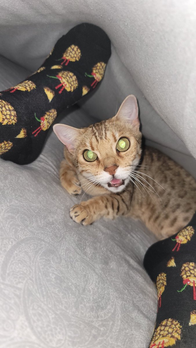 Meownight all fur friends 💤 it was a great weekend, I hope everyone was able to rest. The clocks Spring ahead now &amp; tonight we had a beautiful pink sky!
A new week is upon us, stay happy, sleep &amp; meow well ❤️😻❤️

#CatsOnTwitter #cat #bengalcat #goodnight #meowpositive2026