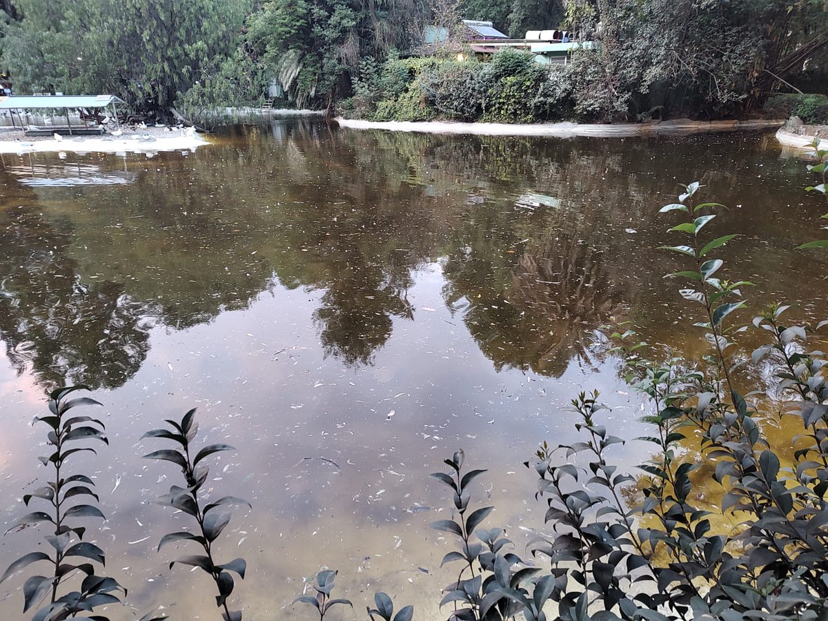 Gerardo Cubos Ordaz tweet media