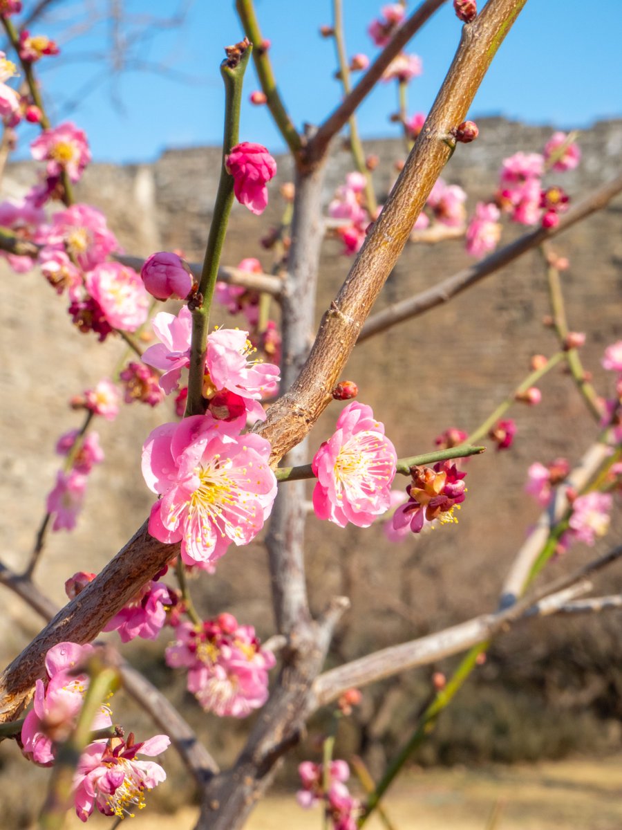 HazelCurry2000's tweet photo. The #MingCityWallRuinsPark holds some of #Beijing’s best Ming Dynasty relics. In #spring, plum blossoms bloom, drawing flower fans. Stroll the wall, feel history meet nature, and soak in the ancient capital’s charm. #NatureAndHistory #BeijingSpring #VisitBeijing https://t.co/kMGlUsGnBs