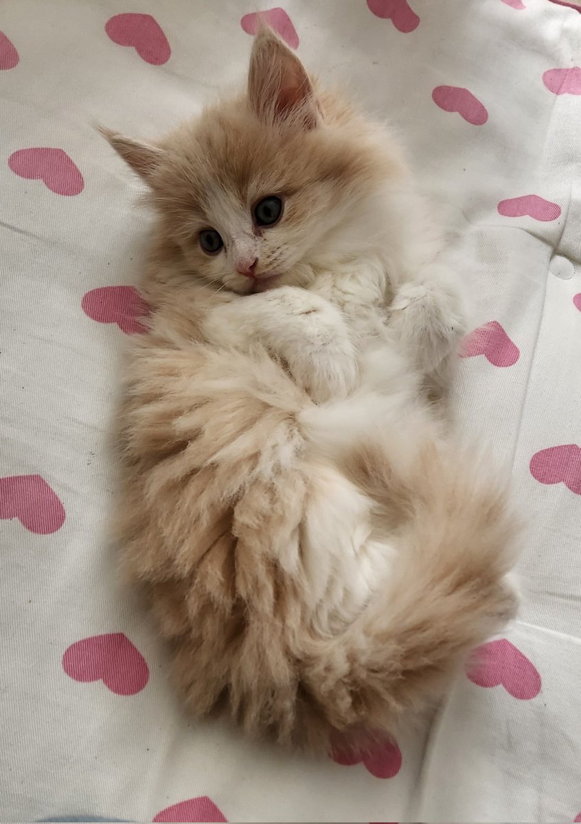 可愛いぃぃぃ～～😭😭😭💕 