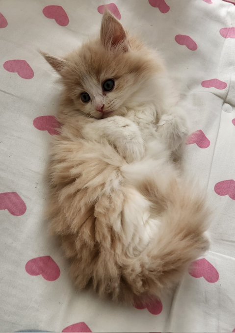 可愛いぃぃぃ～～😭😭😭💕 