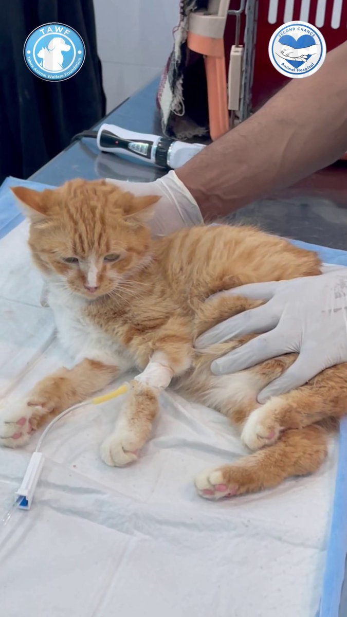 Tahira Animal Welfare Foundation - TAWF tweet media