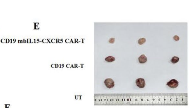Dr. Thomas Ichim tweet media