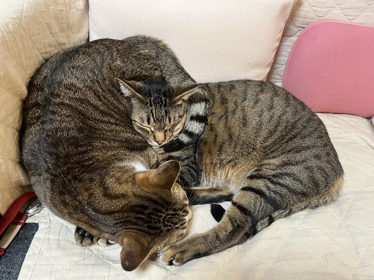 tm1_w4's tweet photo. ミントのマフラーをして眠るライム https://t.co/HSIi7FGWgx