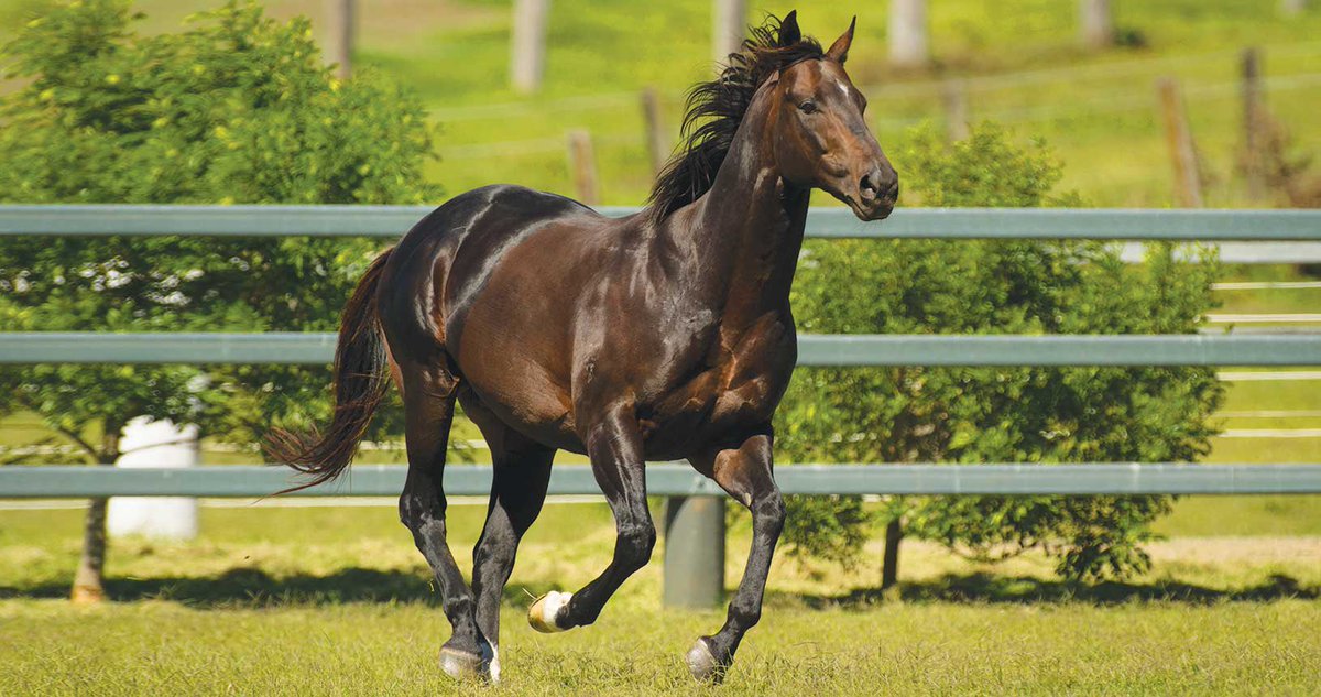 eurekastud's tweet image. A booming juvenile double on Sat💥Here The Boom broke through in WA while Boomelli made it 2 from 3.
6 individual 2YO winners this season, SOB now sits at the top of the 2YO Sires’ Premiership by winners!
👀 28 lots on offer this week at @magicmillions #Proven #Precocious #Potent