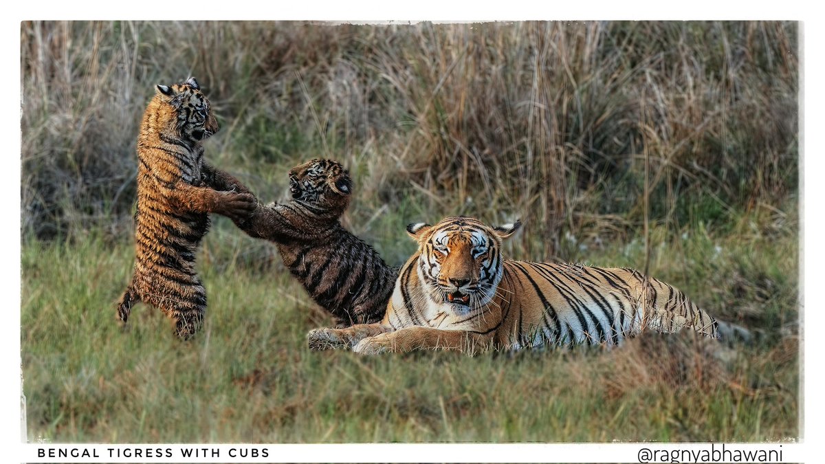 ragnyabhawani's tweet photo. Yes indeed...
#Sunday wouldn't be a proper #SundayFunday without wild #Tigers

#TATR #Tadoba 
@mytadoba https://t.co/EdnMXJxRmQ