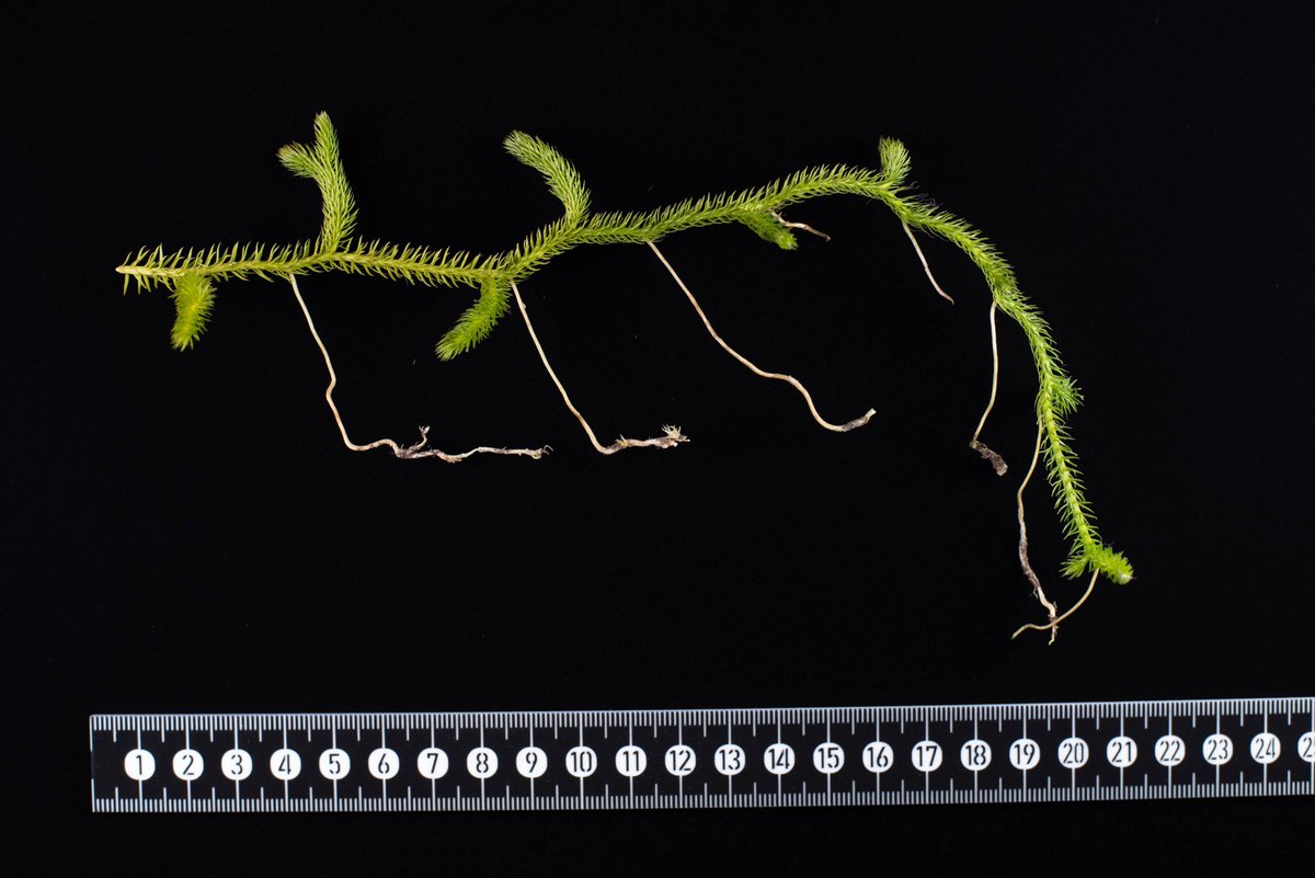 暗素研 tweet media