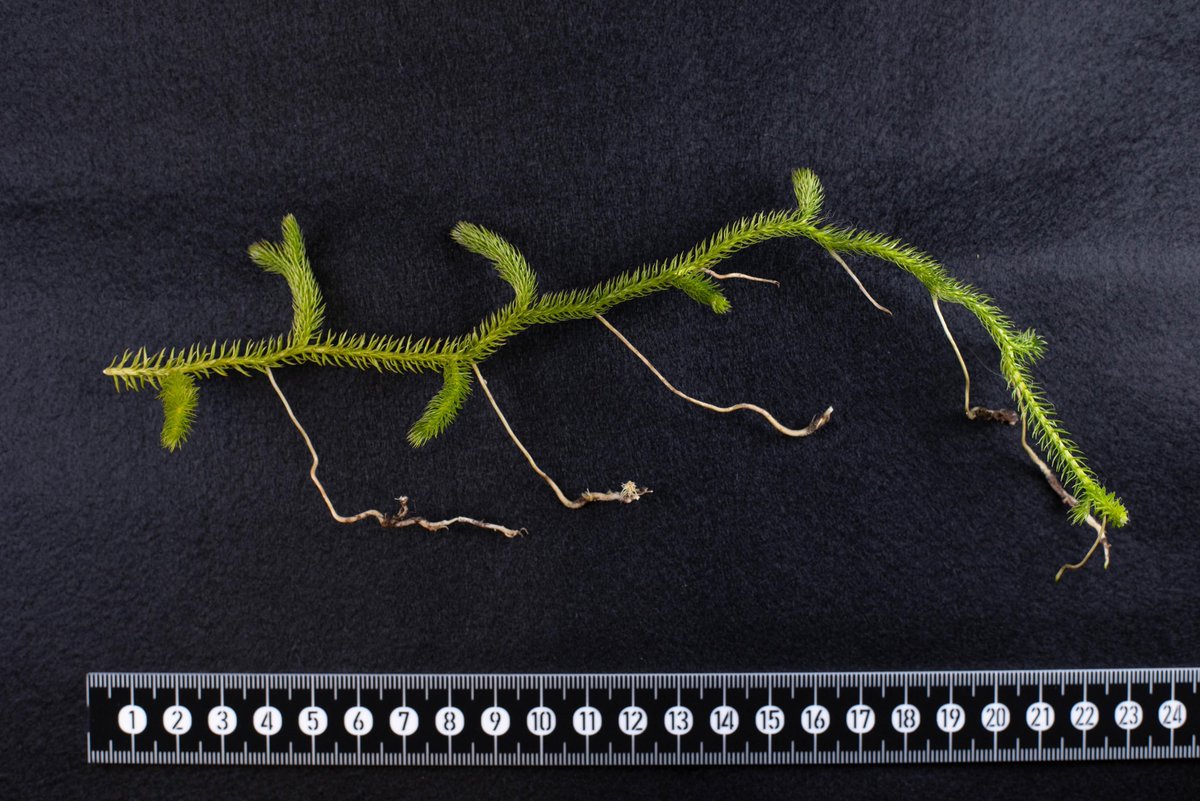 暗素研 tweet media