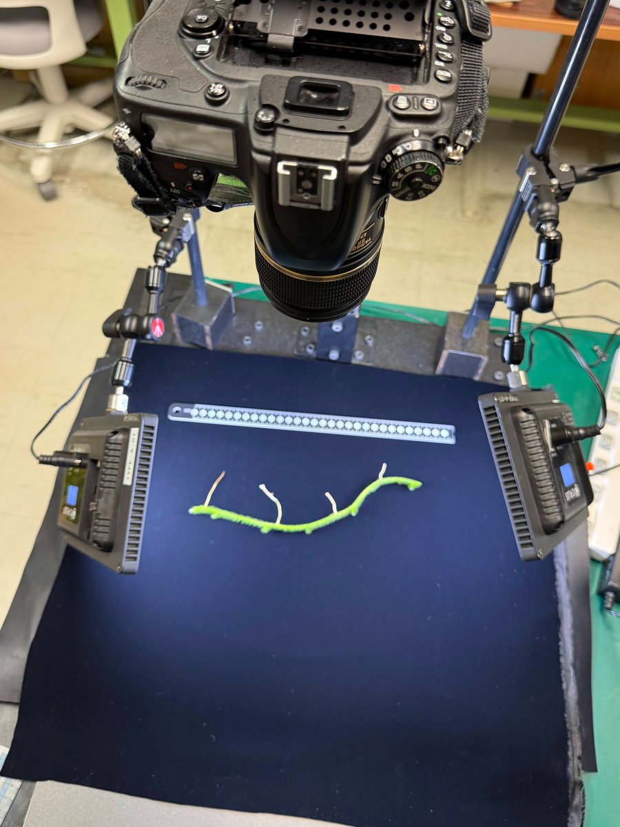 暗素研 tweet media