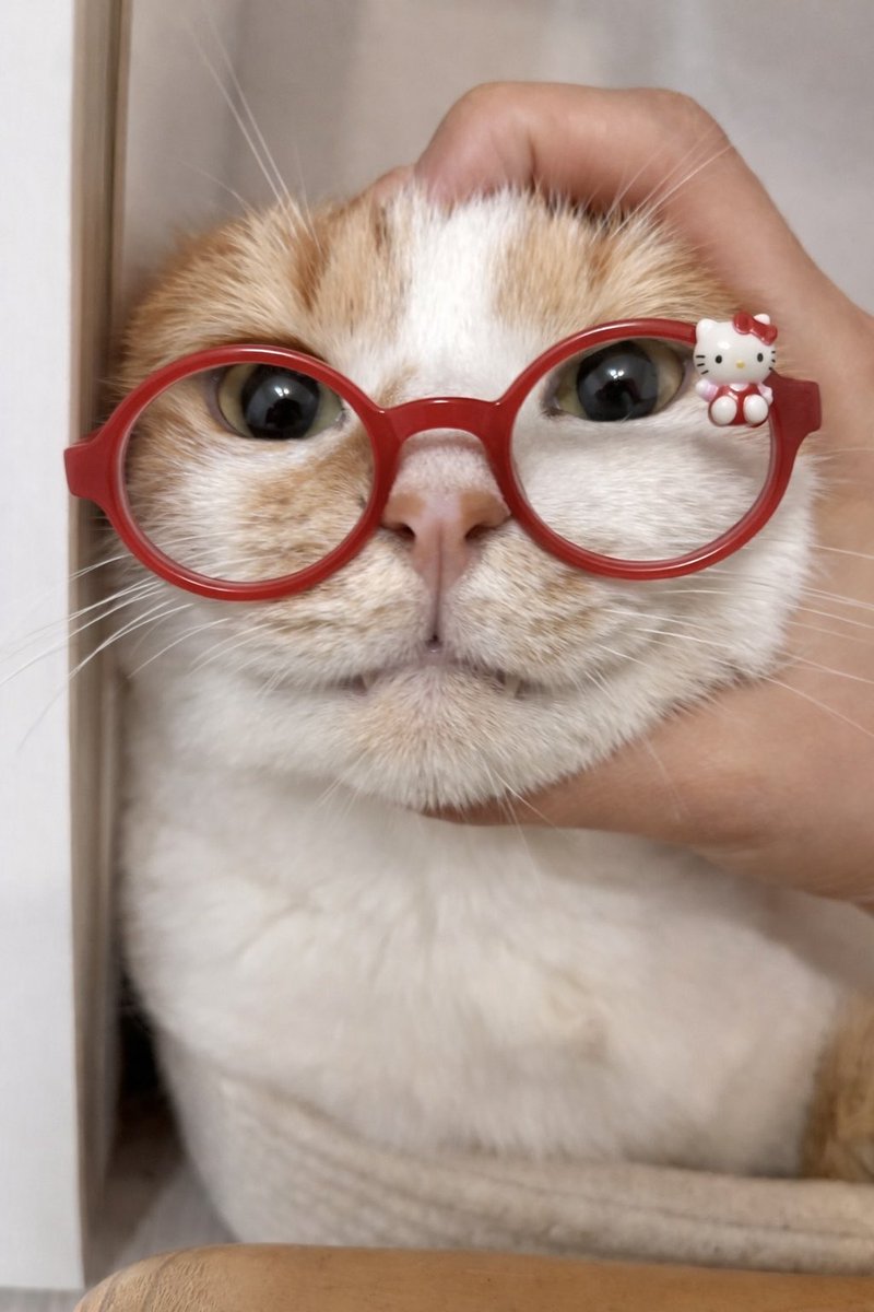 우동과 고명즈 tweet media