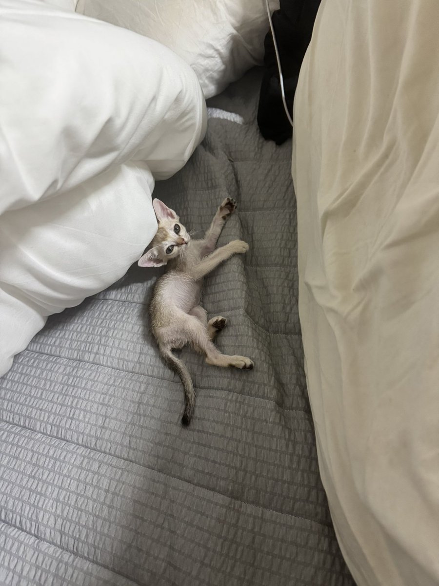 윤지냥이 tweet media