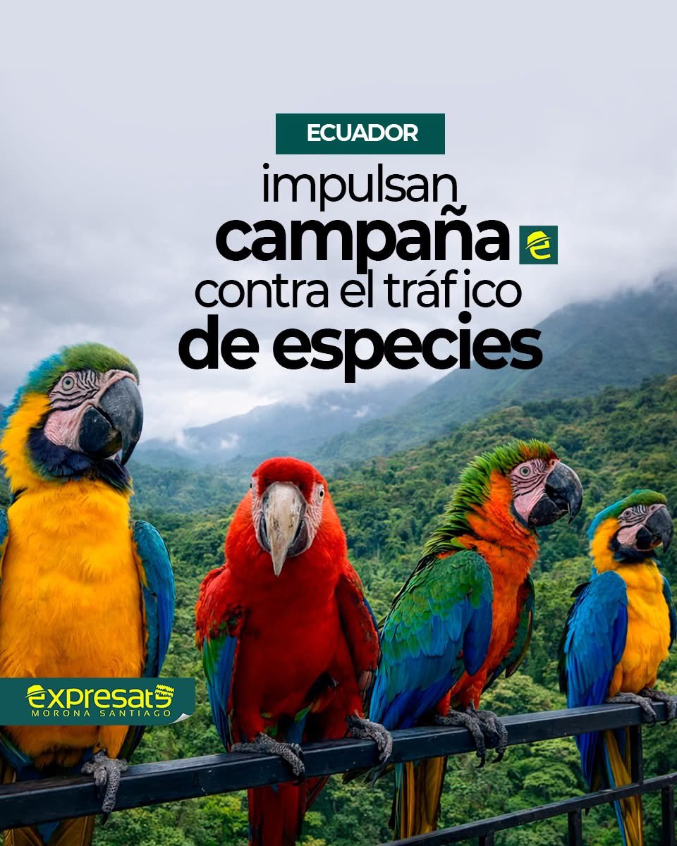 [NUESTRA FAUNA] ATENCIÓN: #Ecuador, según el Ministerio de Ambiente, entre 2023 y 2025 se retuvieron 1 289 especímenes de vida silvestre entre mamíferos, reptiles, aves y flora endémica.

El Ministerio de Ambiente y Energía (AME) presentó la campaña nacional Alto al tráfico de