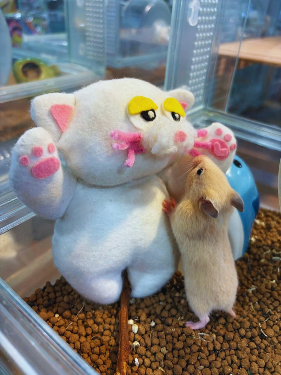 PETBOX オムとファムのふたりごと tweet media