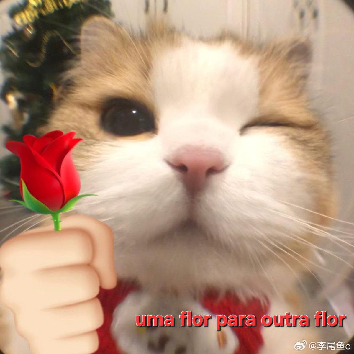 ramonzaso's tweet photo. Boa noite para todas as mulheres, amo todas vocês. https://t.co/Js0ZmLp9jz