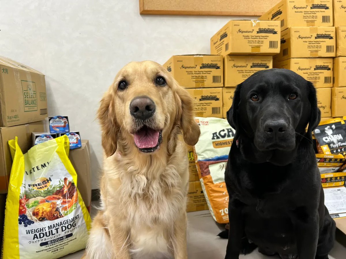 日本ライトハウス　盲導犬訓練所 tweet media