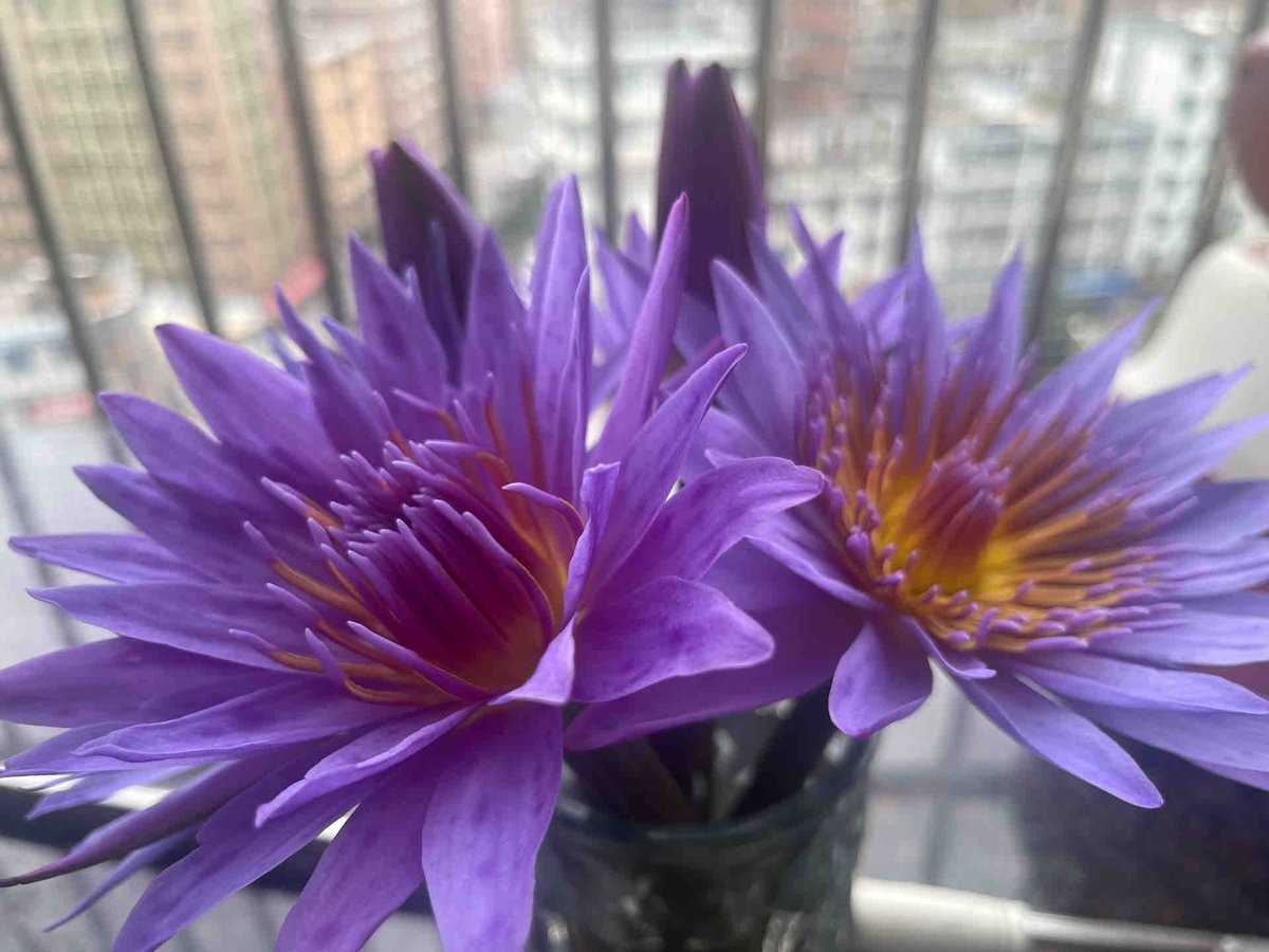 byowy9's tweet photo. お気に入りの花や植物を整理しましょう https://t.co/gg944qCdDR