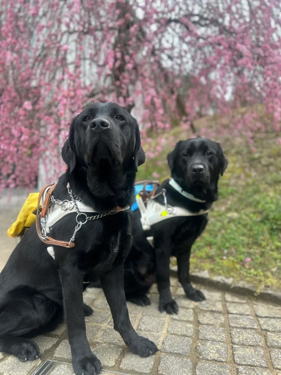 日本ライトハウス　盲導犬訓練所 tweet media