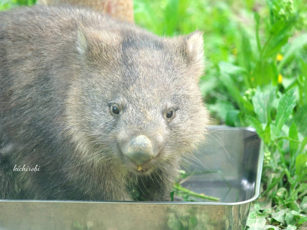 kikichirobin's tweet image. バットイン コウくん
生きていたら
後輩くんにパパとられるーって
怒っていたかもね

　#コウ　#コウくん　#kou　#ko #コウ君大好き　#ありがとうコウ君　#五月山動物園 　#池田市　#ウォンバット　　#wombat　#wombatlove　 #satsukiyamazoo