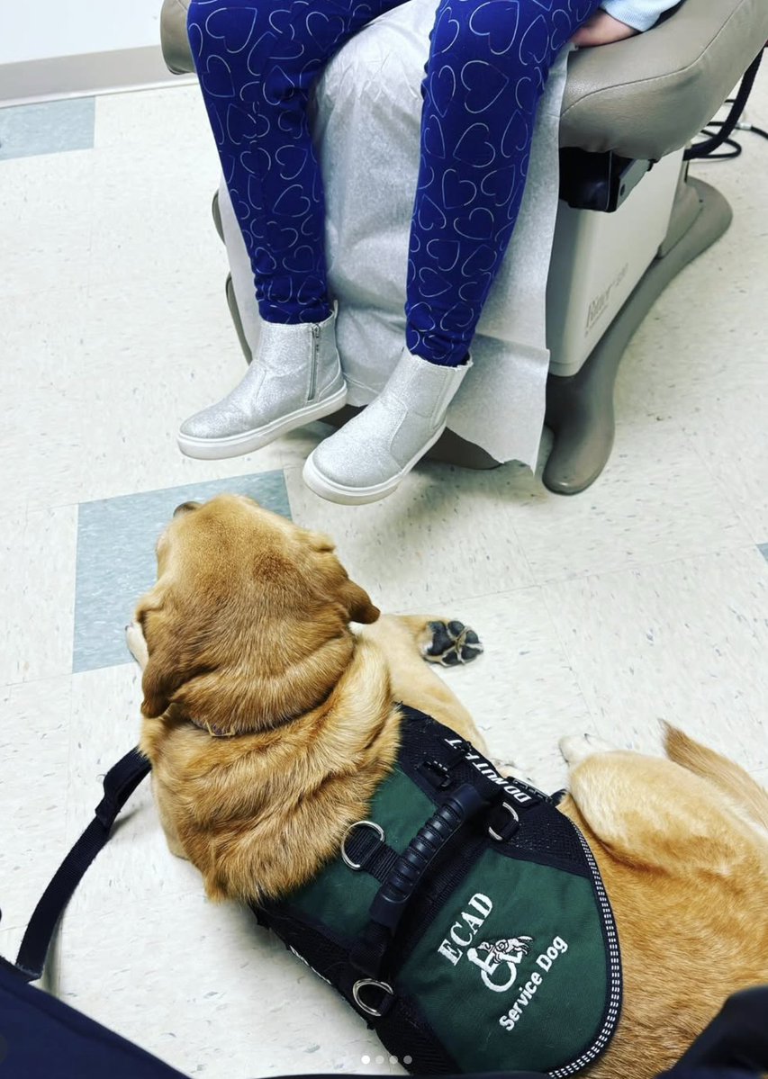 ECAD Service Dogs tweet media