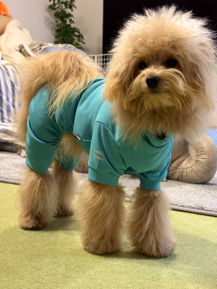 KfMeRota's tweet image. はじめまして　めろたです
こないだ11ヶ月になりました
虫や花粉がつかない春夏服をきてみたら、、、
足長っ
(📷2026/03/08)
#ポメプー
#Pomapoo
#犬のいる暮らし