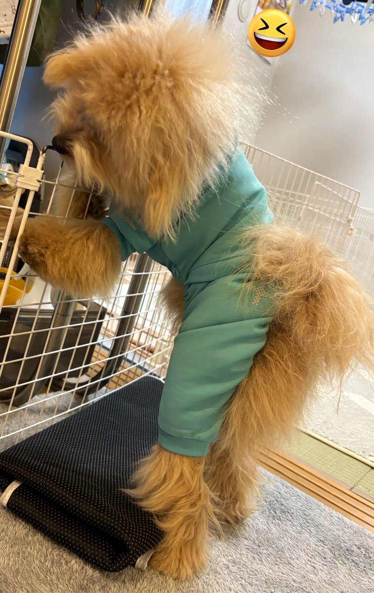 KfMeRota's tweet image. はじめまして　めろたです
こないだ11ヶ月になりました
虫や花粉がつかない春夏服をきてみたら、、、
足長っ
(📷2026/03/08)
#ポメプー
#Pomapoo
#犬のいる暮らし