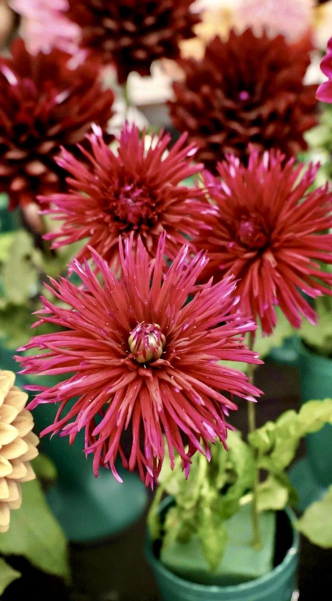 itsme_krrishm's tweet image. Sometimes we suffer not because of what happens, but because of what we thought would happen. 

#HappyMonday
#KrrishClick