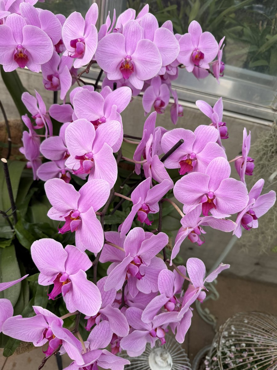 Bobby-San tweet media