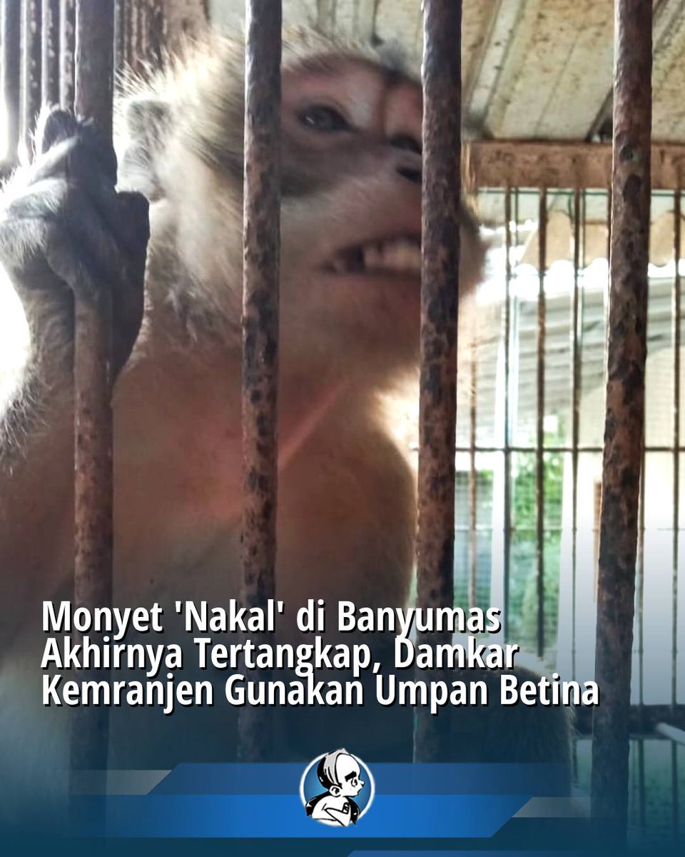 radarmasnetwork's tweet image. Monyet ekor panjang yang bikin resah warga Desa Karangpetir kini sudah aman! Tanpa ragu, petugas Damkar Kemranjen berhasil menangkapnya setelah menggunakan taktik unik: menarik perhatian dengan monyet betina. Warga pun kini bisa bernafas lega. #Banyumas #PenangkapanHewan #Damkar