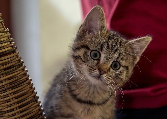 Emily Robinson tweet media