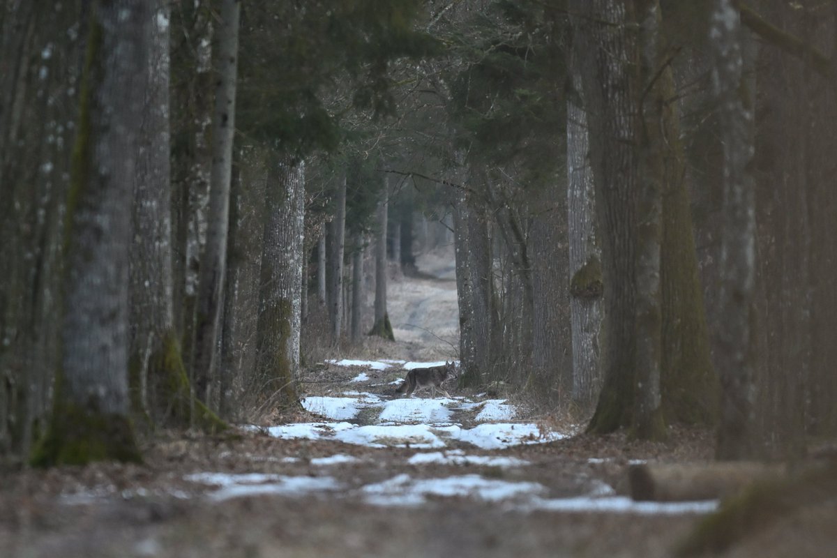 Oliwier Myka tweet media