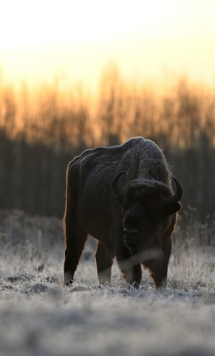 Oliwier Myka tweet media