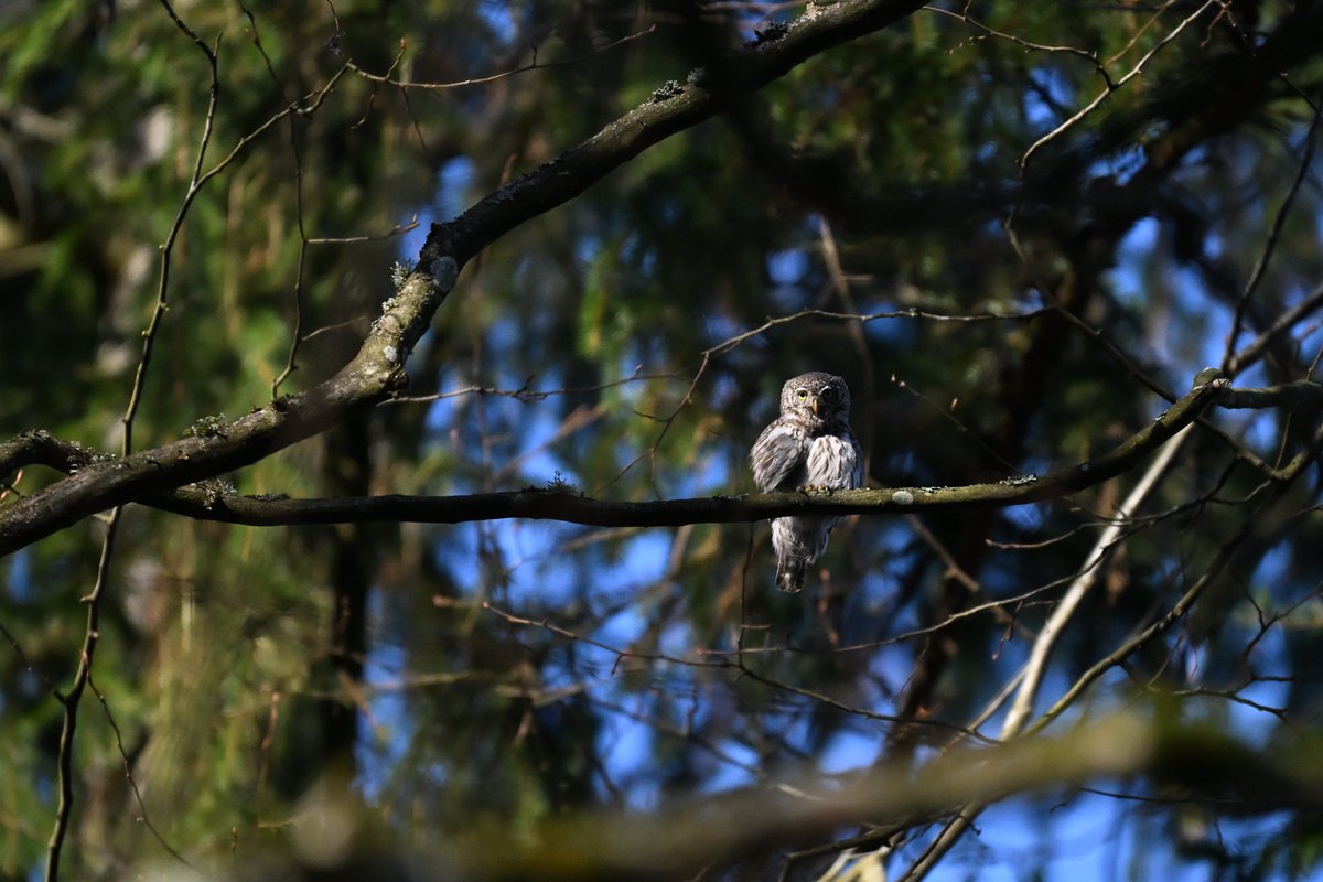 Oliwier Myka tweet media