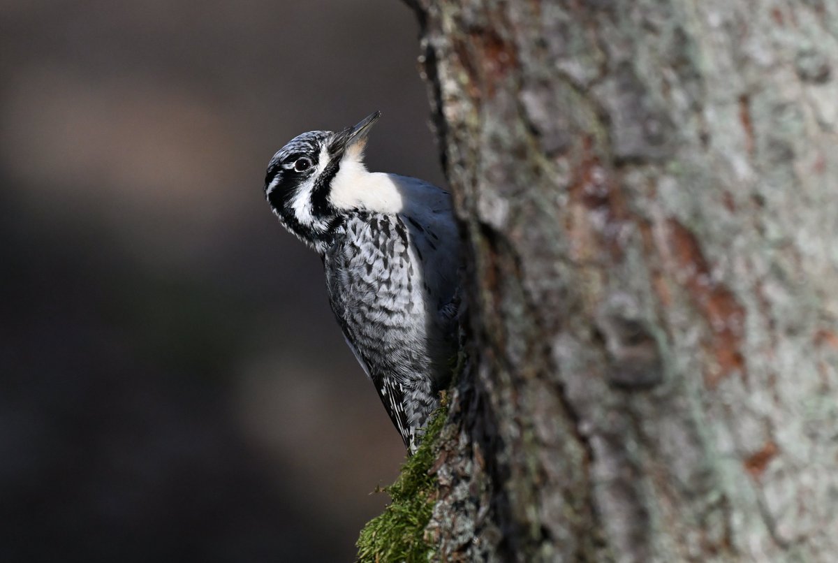 Oliwier Myka tweet media