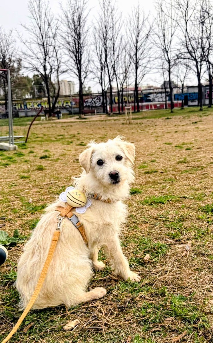 areagossosbdn's tweet photo. 🆘🆘¡¡ATENCIÓN!!🆘🆘
SAFI se ha perdido en el Parc de Can Dragó #NouBarris #Barcelona.
Si tienes alguna pista contacta
📞 664 773 585
Máxima difusión.
📣📣📣
#XarxaBarcelonaPerduts #FemXarxa https://t.co/PjQ0YhiQrT