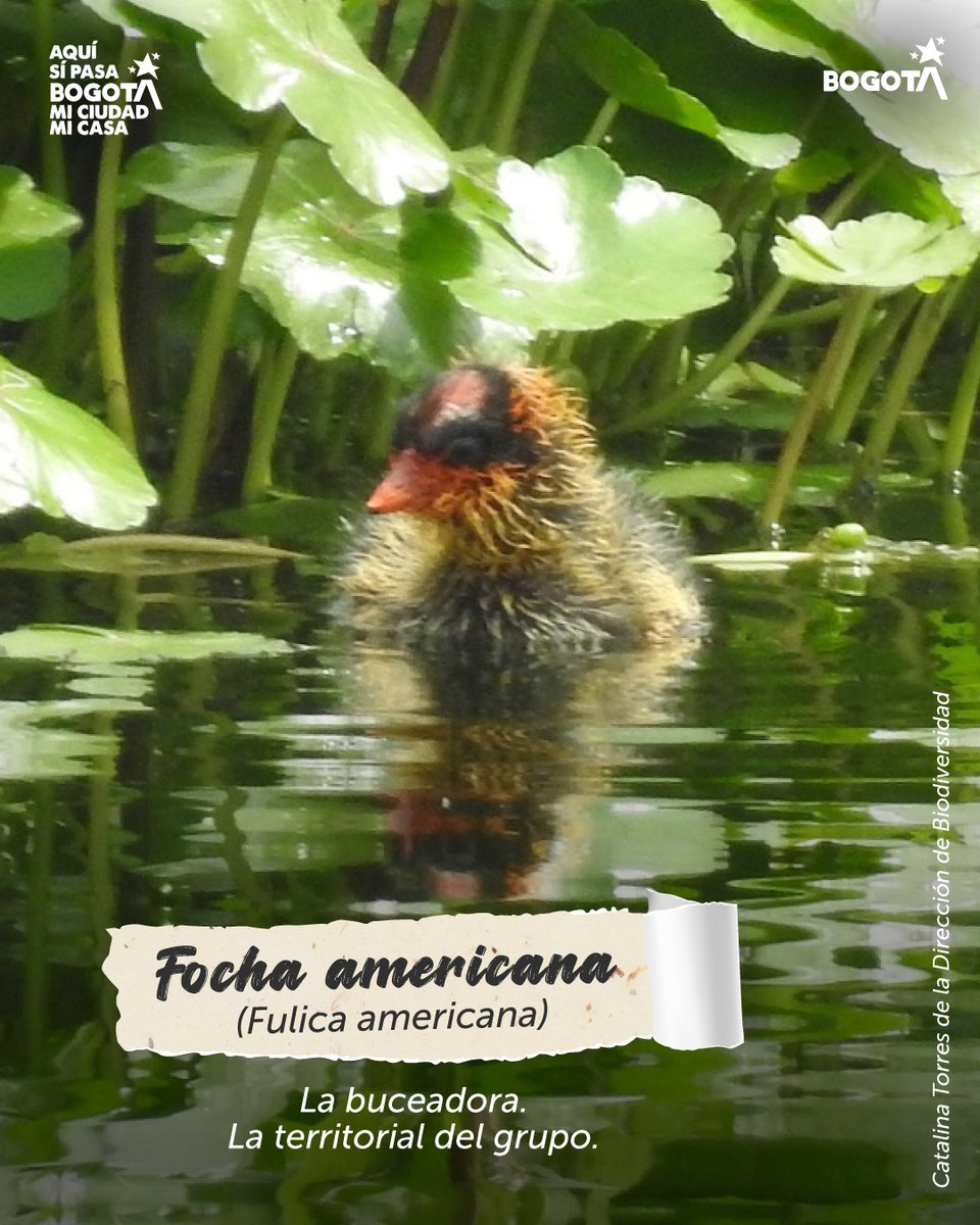 Ambientebogota's tweet image. 🐣 #MeetTheTeam: La generación de nuestros humedales. 🌿
En el corazón de la ciudad, donde el agua y el verde se encuentran, hay un equipo trabajando 24/7 por el equilibrio de nuestra casa. Hoy queremos que conozcan al combo que mantiene vivo nuestros ecosistemas: la fauna bebé