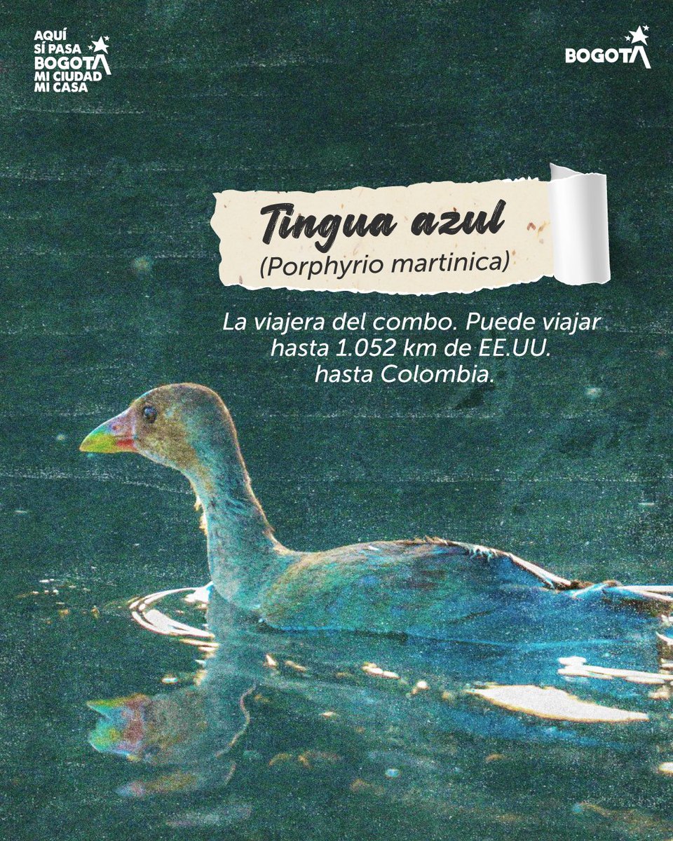 Ambientebogota's tweet image. 🐣 #MeetTheTeam: La generación de nuestros humedales. 🌿
En el corazón de la ciudad, donde el agua y el verde se encuentran, hay un equipo trabajando 24/7 por el equilibrio de nuestra casa. Hoy queremos que conozcan al combo que mantiene vivo nuestros ecosistemas: la fauna bebé