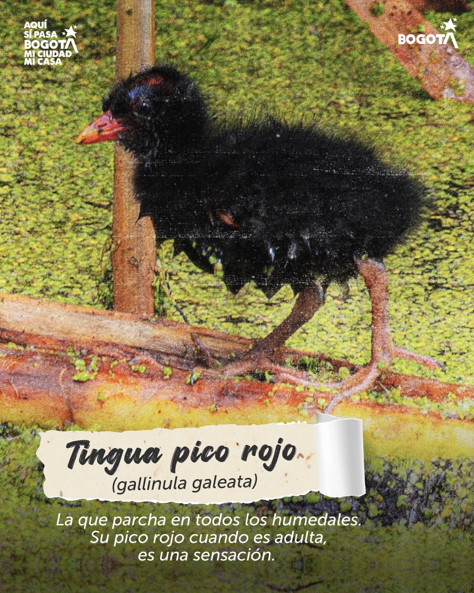 Ambientebogota's tweet image. 🐣 #MeetTheTeam: La generación de nuestros humedales. 🌿
En el corazón de la ciudad, donde el agua y el verde se encuentran, hay un equipo trabajando 24/7 por el equilibrio de nuestra casa. Hoy queremos que conozcan al combo que mantiene vivo nuestros ecosistemas: la fauna bebé